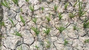 ডিজেল সংকটে হুমকিতে বোরো চাষ, বন্ধ হাজারো সেচপাম্প