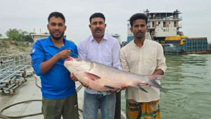 পদ্মার এক কাতলের দাম উঠল ৪২ হাজার টাকা