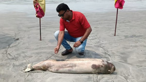 এবার ভেসে এলো মৃত ডলফিন