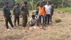 বাঘের তাড়া খেয়ে লোকালয়ে হরিণ, বনে অবমুক্ত
