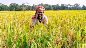 বোরো ধানের বাম্পার ফলনে কৃষকের মুখে হাসি