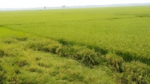 বন্যা পরিস্থিতির শঙ্কা, ৪ দিনের মধ্যে হাওরের ধান কাটার অনুরোধ পাউবোর