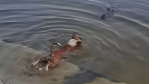 কুমিরের শিকার কুকুর, তদন্তে যা বেরিয়ে এলো