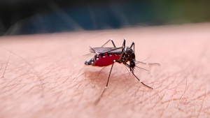 ডেঙ্গু নিয়ে যা বলছেন বিশেষজ্ঞরা