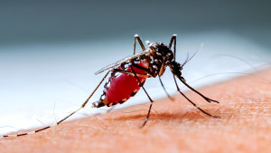 ডেঙ্গুতে একদিনে আরও ৩ জনের মৃত্যু