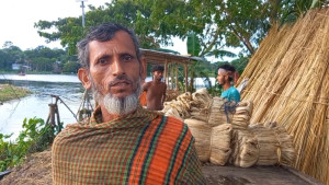 বাম্পার ফলনেও হাসি নেই পাটচাষিদের, ন্যায্য দাম নিয়ে শঙ্কা