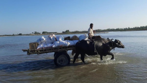 চরাঞ্চলে যাতায়াতের একমাত্র মাধ্যম ‘মহিষের গাড়ি’