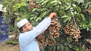 প্রবাসে দেখে দেশে চাষ, কাঠলিচুতে বদলে গেল রিফাতের জীবন
