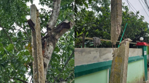ভাঙা খুঁটি গাছে বেঁধে চলছে বিদ্যুৎ সরবরাহ, দুর্ঘটনার শঙ্কা