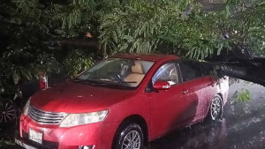 রাজধানীতে প্রাইভেটকারের ওপর উপড়ে পড়ল গাছ