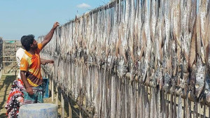 শুঁটকি রপ্তানিতে নতুন রেকর্ডের পথে কক্সবাজার