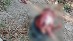 খাসি বলে কুকুরের মাংস বিক্রি, বিক্রেতা পলাতক