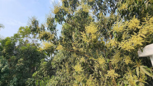 মুকুলে ছেয়েছে সাতক্ষীরা