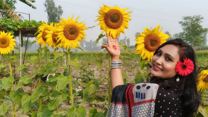 সূর্যমুখী চাষে স্বপ্ন দেখছেন সিরাজগঞ্জের কৃষকরা