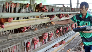 বাংলাদেশ থেকে ডিম-মুরগি নেবে না সৌদি আরব