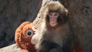 পুতুল আঁকড়ে নেট দুনিয়ায় ঝড় তোলা কে এই নিঃসঙ্গ বানর