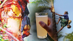 কোভিডের চেয়েও প্রাণঘাতী নিপাহ ভাইরাস, বাড়ছে আতঙ্ক