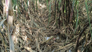 আখ ক্ষেতে বোমা তৈরির সময় বিস্ফোরণ, কব্জি বিচ্ছিন্ন