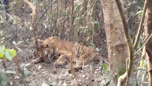 সুন্দরবনে চোরা শিকারিদের পাতা ফাঁদে আটকে পড়া বাঘ উদ্ধার