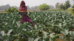 উচ্চমূল্যের ব্রকলি চাষে ভাগ্যবদল হতদরিদ্র হাজেরা বেগমের