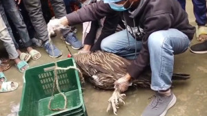 গাইবান্ধায় বিপন্ন ‘হিমালয়ান গৃধিনী’ শকুন উদ্ধার