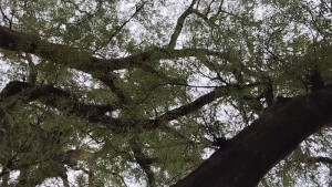 সাড়ে তিন শতাব্দীর রহস্যে মোড়া ‘জিনতলা'