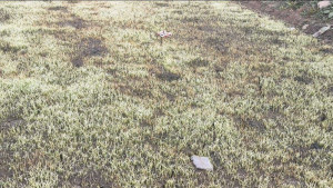 পাঁচবিবিতে শৈত্যপ্রবাহ ও কুয়াশার দাপটে বোরো বীজতলা বিবর্ণ