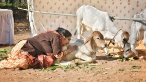 গোবর-গোমূত্র দিয়ে ক্যানসারের ‘ওষুধ’, কোটি টাকা গায়েব