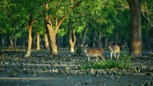 বন্যপ্রাণীর সুরক্ষা নিয়ে বাড়ছে শঙ্কা