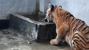 ট্রমা কাটেনি উদ্ধার হওয়া বাঘের