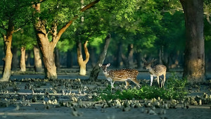 বন্যপ্রাণী সংরক্ষণে ১০ সদস্যের কমিশন গঠন