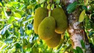 চীনে কাঁঠাল রপ্তানির সুযোগ, কতটা লাভবান হবে বাংলাদেশ