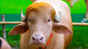 ‘ডোনাল্ড ট্রাম্প’ এখন সাভারে