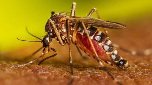 ডেঙ্গুতে আরও ১ জনের মৃত্যু