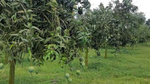 আম কুড়াতে গিয়ে বজ্রপাতে একসঙ্গে প্রাণ গেল ৩ জনের