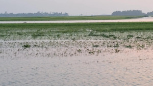 মাছ ধরতে গিয়ে বজ্রপাতে প্রাণ গেল দুইজনের