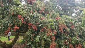 বিজয়নগরে লিচুর বাম্পার ফলন, অতিবৃষ্টিতে শঙ্কায় চাষিরা