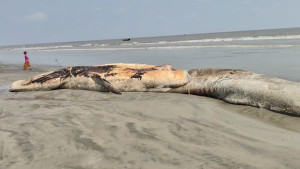 কুয়াকাটা উপকূলে ভেসে এলো ৪০ ফুটের মৃত তিমি