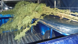 শিক্ষকের বাড়ি থেকে ১২ ফুট লম্বা গাঁজা গাছ উদ্ধার