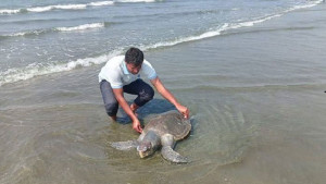 উপকূলে দুই মাসে ৭০ কচ্ছপের মৃত্যু