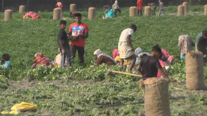 উত্তরে মৌসুমের শুরুতেই আলুর দামে ধস
