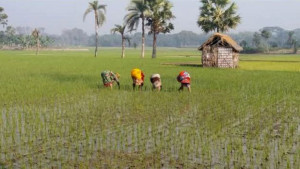 কৃষি ও মৎস্য খাতে সাতক্ষীরার নারী শ্রমিকের বঞ্চনা