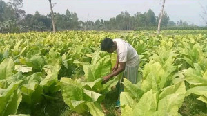 গাইবান্ধায় বাড়ছে তামাক চাষ, ঝুঁকিতে জনস্বাস্থ্য