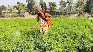 রপ্তানি হচ্ছে জামালপুরের কাঁচামরিচ