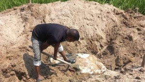 বন্যহাতি হত্যা: মাটিচাপা দিয়ে মরদেহ গুমের চেষ্টা