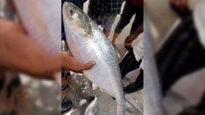সাড়ে ৭ হাজার টাকায় ইলিশ বিক্রি