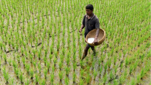 সার নিয়ে বড় সংকটে পড়তে পারে বাংলাদেশ?