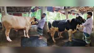 প্রতি শুক্রবার আপেল-কমলা খায় ‘কালাচান ও সাদাচান’