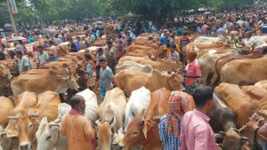 পশুর হাট থেকে সাত বছরে সর্বনিম্ন আয়, রাজস্ব হারাচ্ছে চসিক