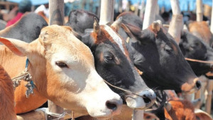 রংপুরে গবাদি পশু পালনে অভাবনীয় বিপ্লব, বিক্রির জন্য প্রস্তুত খামারিরা